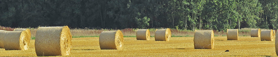 A photograph of North a Tuddenham barleyfield